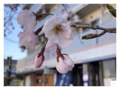 中華そば伊藤商店仙台港店(宮城県多賀城市町前1-217-1)